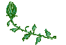 la rose de mina